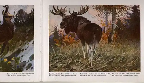 Kinder Bilderbuch Tiere des Waldes gemalt von Achleitner Kunst Grafik Buch 1930