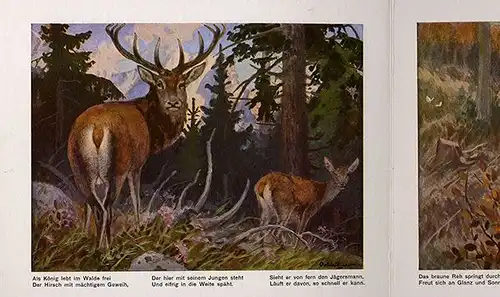 Kinder Bilderbuch Tiere des Waldes gemalt von Achleitner Kunst Grafik Buch 1930