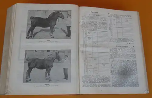 Hessen Landwirtschaft Obst Gartenbau Geflügel Pferdezucht Zeitschrift von 1914