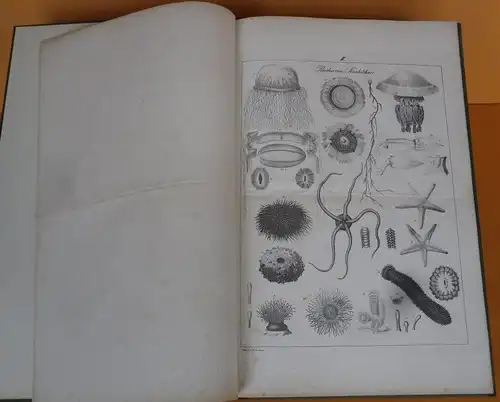 Algen Muscheln Insekten Fische Vögel Säugetiere Atlas des Tierreiches um 1835