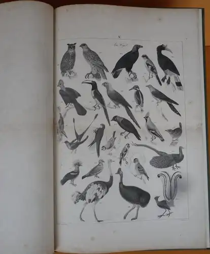 Algen Muscheln Insekten Fische Vögel Säugetiere Atlas des Tierreiches um 1835