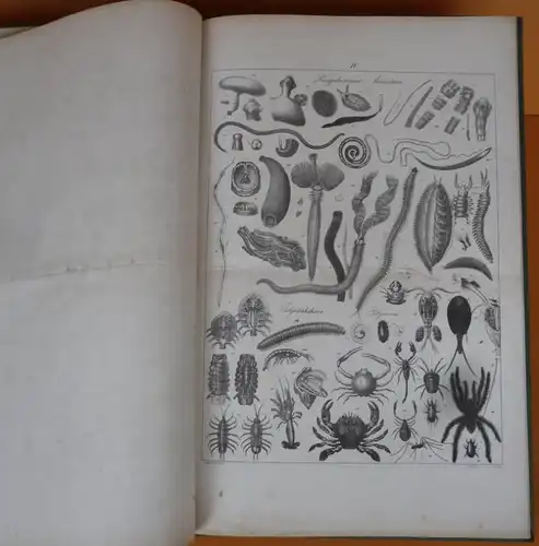 Algen Muscheln Insekten Fische Vögel Säugetiere Atlas des Tierreiches um 1835