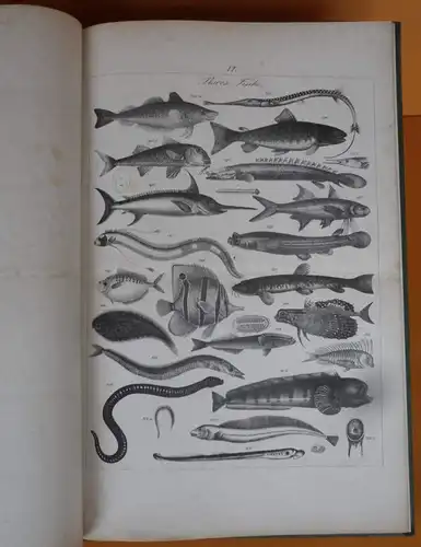 Algen Muscheln Insekten Fische Vögel Säugetiere Atlas des Tierreiches um 1835