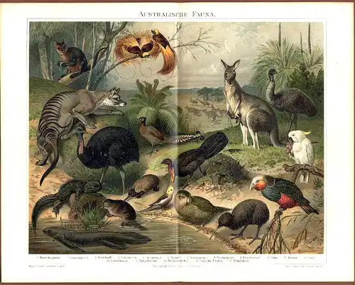 Zoologie Australien Fauna Tierwelt Kängeruh Kiwi Emu alte Farblitho Tafel 1895