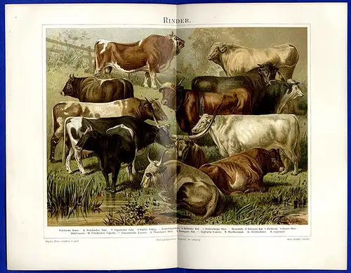 Haustiere Tierzucht Europäische Rinder Rassen  alte Farblitho Tafeln um 1895