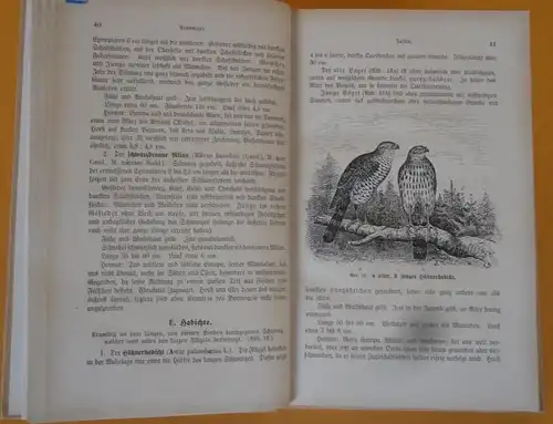 Deutschland Ornithologie Vogelkunde für Jäger und Jagdfreunde Buch 1921