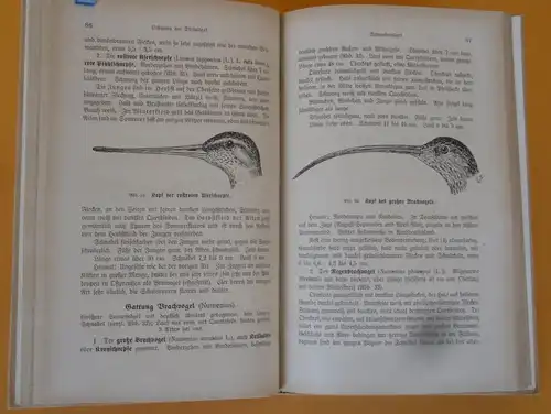 Deutschland Ornithologie Vogelkunde für Jäger und Jagdfreunde Buch 1921