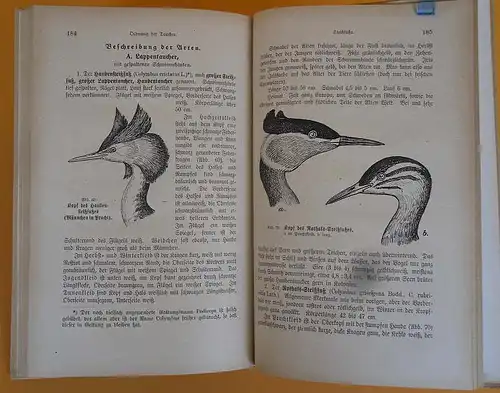 Deutschland Ornithologie Vogelkunde für Jäger und Jagdfreunde Buch 1921