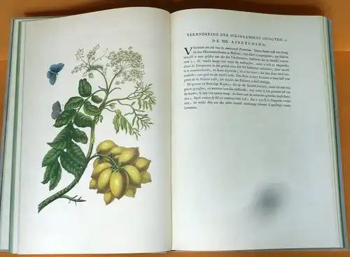 Botanik Surinam Pflanzen Schmetterlinge Maria Sibylla Merian Faksimile 1975