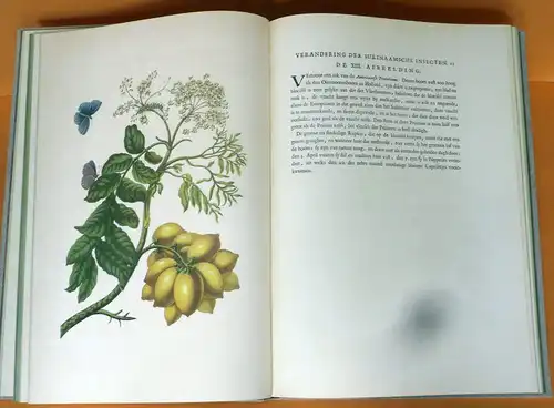  Botanik Surinam Pflanzen Schmetterlinge Maria Sibylla Merian Faksimile 1975