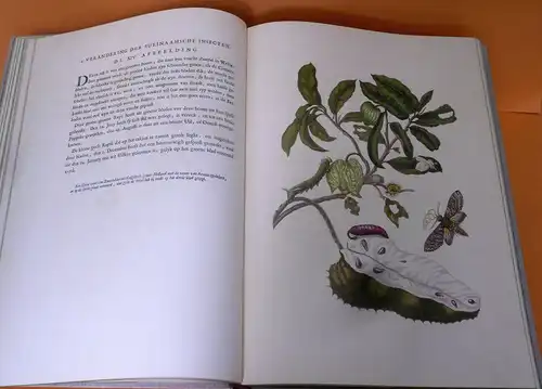  Botanik Surinam Pflanzen Schmetterlinge Maria Sibylla Merian Faksimile 1975