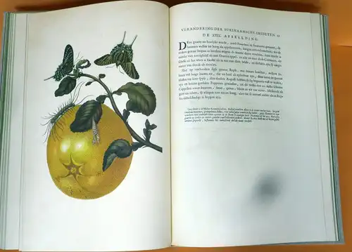  Botanik Surinam Pflanzen Schmetterlinge Maria Sibylla Merian Faksimile 1975