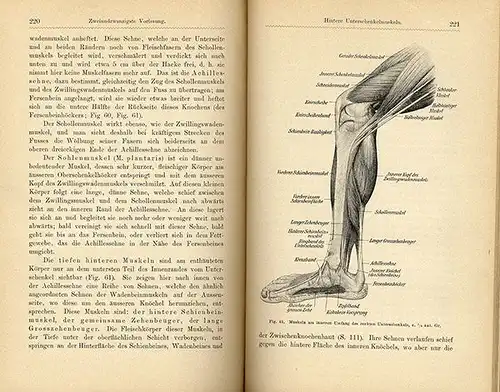 Kunst Malerei Medizin Grundlagen der Anatomie für Künstler Muskeln Körperbau 