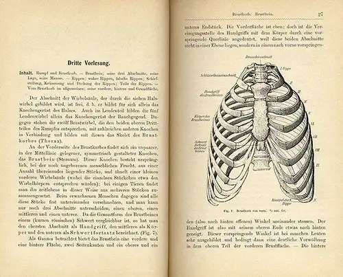 Kunst Malerei Medizin Grundlagen der Anatomie für Künstler Muskeln Körperbau 