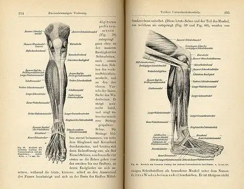 Kunst Malerei Medizin Grundlagen der Anatomie für Künstler Muskeln Körperbau 