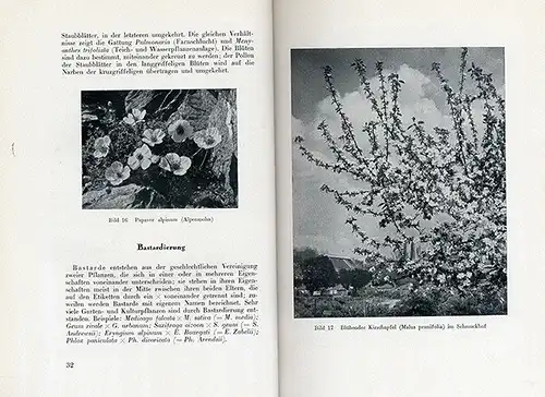 Bayern München Botanischer Garten Freilandanlagen Pflanzen Führer 1941 