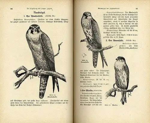 Jagd Wald Waidwerk Jäger Praxis Prüfung Waffenkunde Lehrbuch 1922