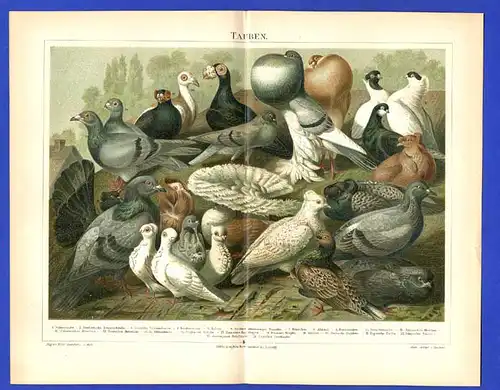 Zoologie Vögel Europäische Tauben Rassen alte Farblitho Tafel um 1898
