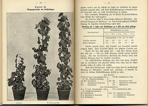 Garten Obst Gemüse Anbau Blumen Zucht künstliche Düngung Düngemittel Buch 1893