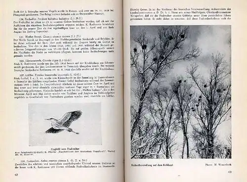 Hessen Alt Rhein Ried Kühkopf Naturschutz Tiere Pflanzen Vögel Ökologie 1952