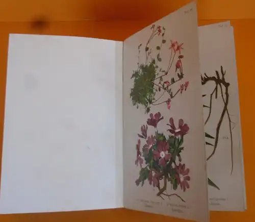 Böhmen Sudeten Gebirge Botanik Pflanzen Blumen Kräuter Bildtafel Band von 1900