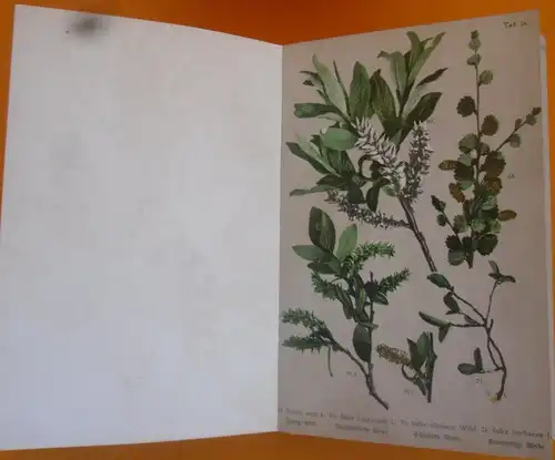 Böhmen Sudeten Gebirge Botanik Pflanzen Blumen Kräuter Bildtafel Band von 1900