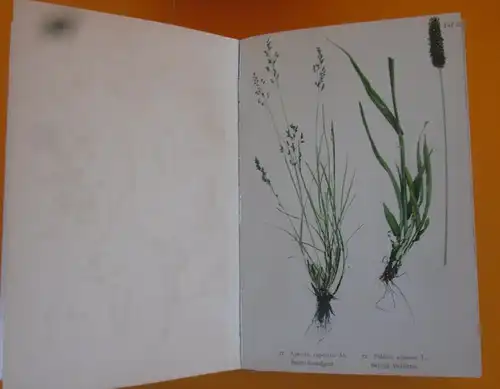 Böhmen Sudeten Gebirge Botanik Pflanzen Blumen Kräuter Bildtafel Band von 1900
