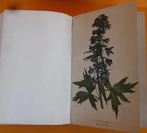 Böhmen Sudeten Gebirge Botanik Pflanzen Blumen Kräuter Bildtafel Band von 1900