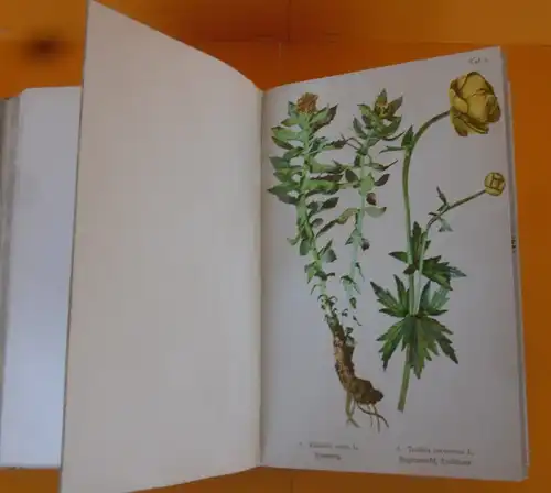 Böhmen Sudeten Gebirge Botanik Pflanzen Blumen Kräuter Bildtafel Band von 1900