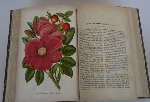 Stuttgart Obst Blumen Gartenbau Deutsches Garten Magazin 1872