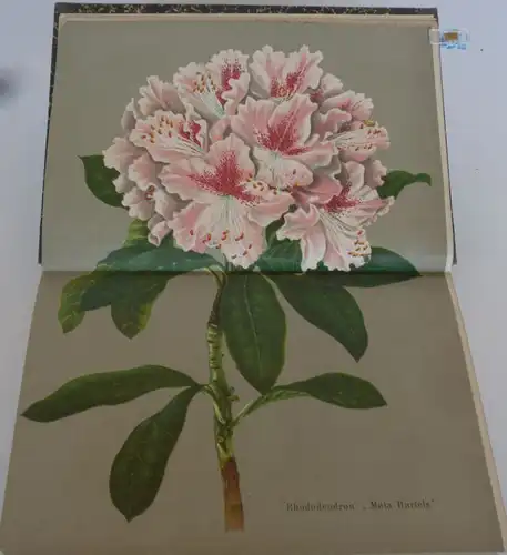 Stuttgart Obst Blumen Gartenbau Deutsches Garten Magazin 1872