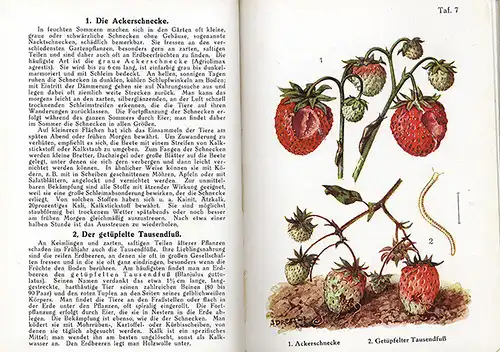 Garten Erdbeeren Himbeeeren Stachelbeere Krankheiten Schädlinge Atlas 1929