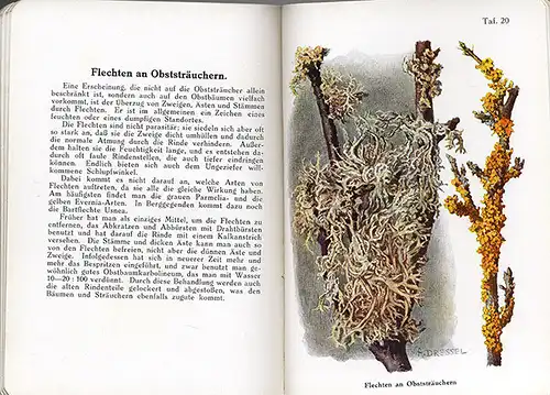 Garten Erdbeeren Himbeeeren Stachelbeere Krankheiten Schädlinge Atlas 1929