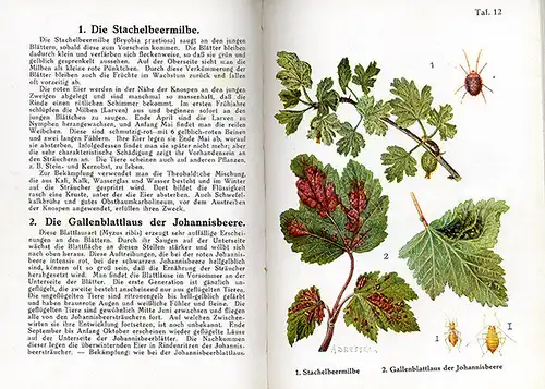 Garten Erdbeeren Himbeeeren Stachelbeere Krankheiten Schädlinge Atlas 1929 