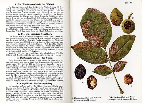 Garten Erdbeeren Himbeeeren Stachelbeere Krankheiten Schädlinge Atlas 1929 