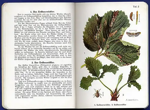 Garten Erdbeeren Himbeeeren Stachelbeere Krankheiten Schädlinge Atlas 1929 