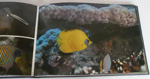 Seychellen Unterwasser Fotografie Fische Korallen Meerestiere Bildband 1985 