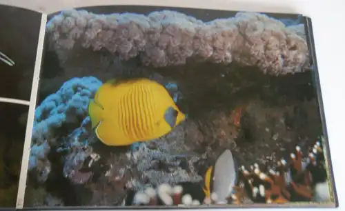 Seychellen Unterwasser Fotografie Fische Korallen Meerestiere Bildband 1985