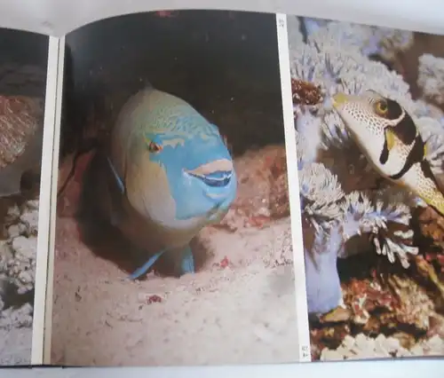Seychellen Unterwasser Fotografie Fische Korallen Meerestiere Bildband 1985 