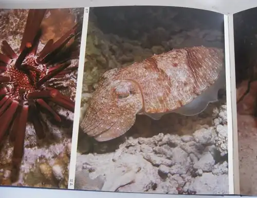 Seychellen Unterwasser Fotografie Fische Korallen Meerestiere Bildband 1985 