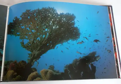 Seychellen Unterwasser Fotografie Fische Korallen Meerestiere Bildband 1985 