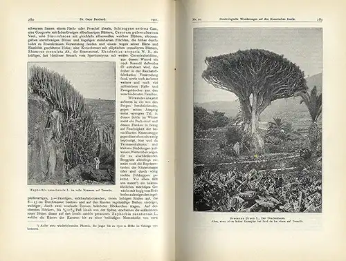 Botanik Bäume Dendrologie Deutsche Gesellschaft für Baumkunde Jahrbuch 1911
