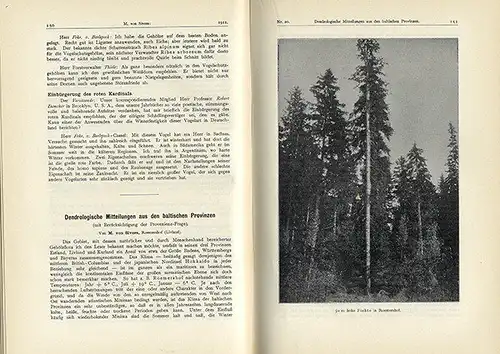 Botanik Bäume Dendrologie Deutsche Gesellschaft für Baumkunde Jahrbuch 1911