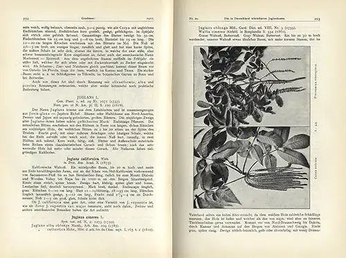 Botanik Bäume Dendrologie Deutsche Gesellschaft für Baumkunde Jahrbuch 1911