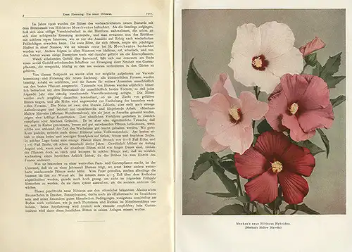 Botanik Bäume Dendrologie Deutsche Gesellschaft für Baumkunde Jahrbuch 1911