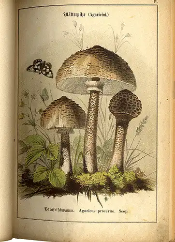 Botanik Wald Pilze Bestimmen Essbare und Giftpilze Bilder Atlas von 1876