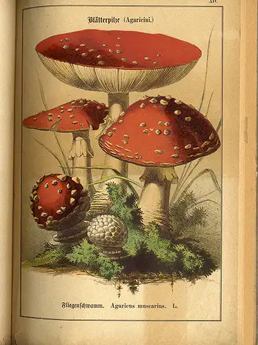 Botanik Wald Pilze Bestimmen Essbare und Giftpilze Bilder Atlas von 1876