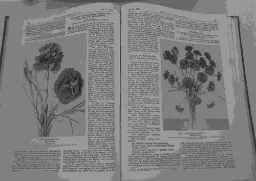 Thüringen Erfurt Obst Blumen Gartenbau Möllers Deutsche Garten Zeitung 1911