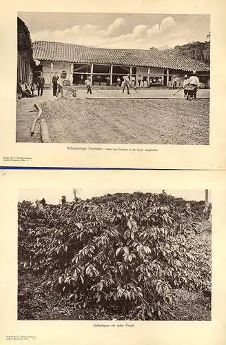 Kolumbien Kaffee Plantage Ernte Transport 15 Original Ansichten Foto Mappe 1910