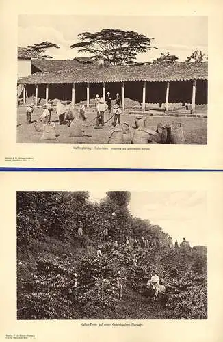 Kolumbien Kaffee Plantage Ernte Transport 15 Original Ansichten Foto Mappe 1910
